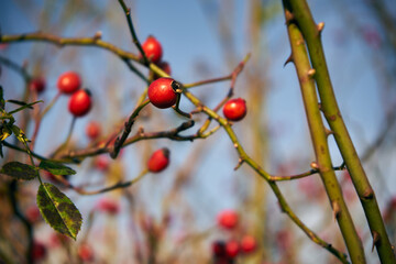 róża, owoc, Rosa canina ,dzika róża © Marcin Łazarczyk