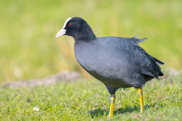 Eurasian coot, Fulica atra walking a green field