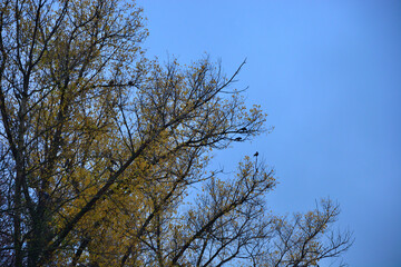 Autumn trees in the Park on the branches of which rooks sit .