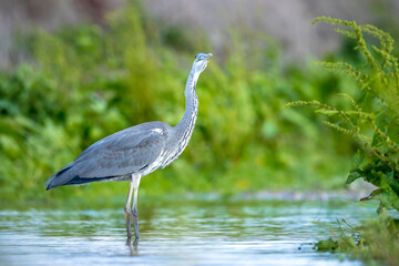 Grey heron, Ardea cinerea, waterfowl hunting in wetland