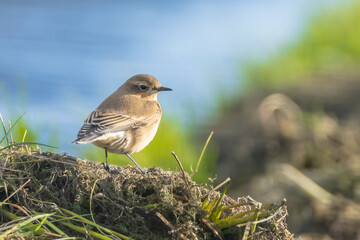 Northern wheatear bird, Oenanthe oenanthe,