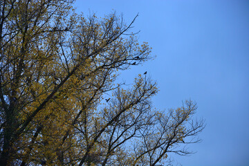 Autumn trees in the Park on the branches of which rooks sit .