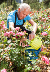 Cheerful mature man watering roses at flower bed on sunny day