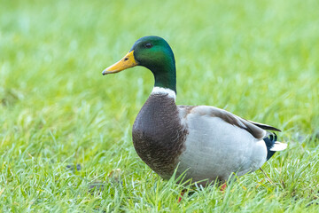 Naklejka na ściany i meble A male mallard dabling duck, Anas platyrhynchos, standing in grass,