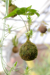 ampel plant in greenhouse
