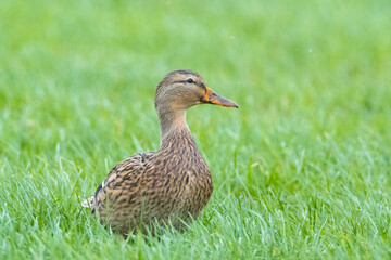 A female mallard dabling duck, Anas platyrhynchos, standing in grass,