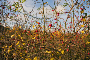 róża, owoc, Rosa canina,dzika róża © Marcin Łazarczyk