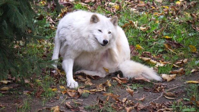 A Southern Rocky Mountain Gray Wolf (Canis lupus youngi) sits on the ground and scratches her neck with her foot.  First one foot, then the other.  She gets up and waggles her head like a dog.