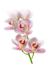 pink orchid branch isolated on white