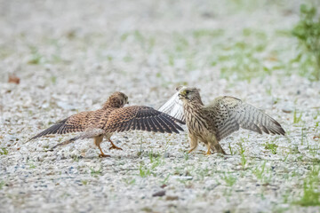 Kestrel, falco tinnunculus, bird of prey fighting