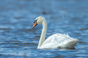 Mute swan, Cygnus olor, swimming