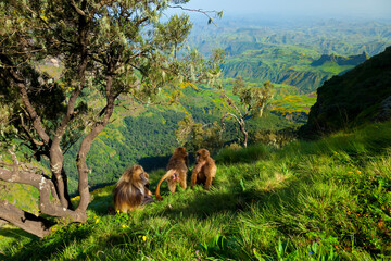 Obraz premium BABUINO GELADA - Gelada Baboon (Theropithecus gelada), Parque Nacional Montañas Simien, Etiopia, Africa