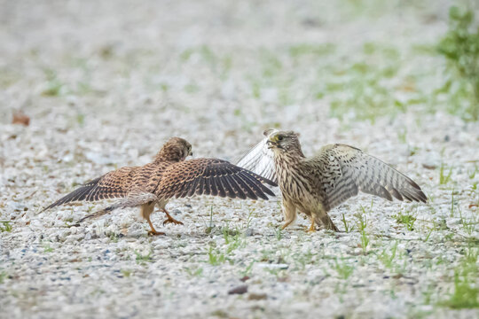 Kestrel, Falco Tinnunculus, Bird Of Prey Fighting