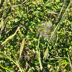grass and spider web