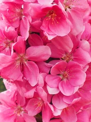 Deurstickers Roze Appel bloem
