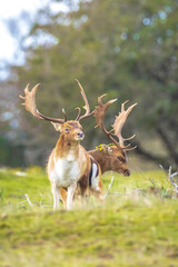 Two Fallow deer stags, dama dama, fighting in rutting season