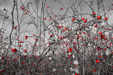 róża, owoc, Rosa canina,dzika róża © Marcin Łazarczyk