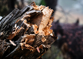 Foto scattata lungo la passeggiata che da Bosio porta al famoso Monte Tobbio ad un ramo spezzato.