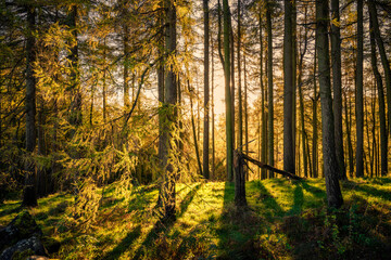 Obraz premium Larch in Fishpond Wood