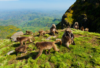 BABUINO GELADA -  Gelada Baboon (Theropithecus gelada), Parque Nacional Montañas Simien, Etiopia, Africa