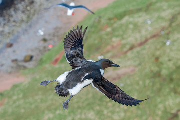 Thick-billed Murre (Uria lomvia) at St. George Island, Pribilof Islands, Alaska, USA