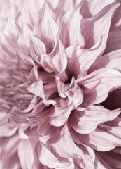 Stylized Dahlia Flower Close up