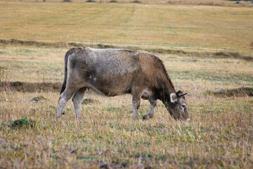 A grey young cow eating the grass in the meadow.