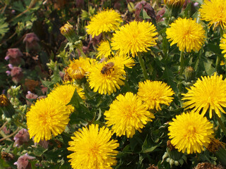 タンポポの花とミツバチ