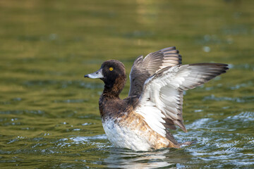 Tufted duck, Aythya fuligula