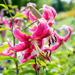 
Flower pink lily close-up in the garden
