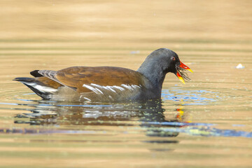 Closeup of a Common moorhen, Gallinula chloropus