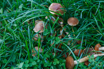  Fungal growth, mushrooms nature forest.Beautiful close up view