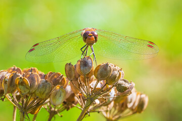 Sympetrum vulgatum, vagrant darter or moustached darter front view