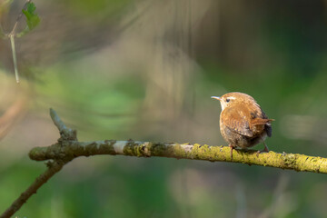 Eurasian Wren bird, Troglodytes troglodytes, display, singing and mating during Springtime season