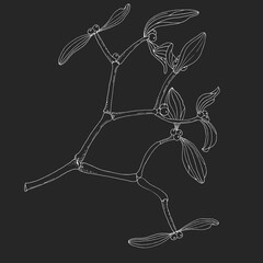 branch of mistletoe hand-drawing on a black background. Doodle botanical graphics.