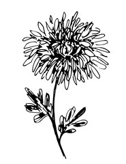 Hand-drawn black and white vector drawing in engraving style. Chrysanthemum flower, stem leaves. For prints, labels, stickers, postcards.