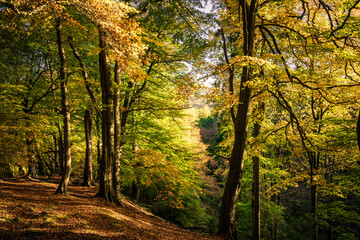 Strikes Wood in Autumn