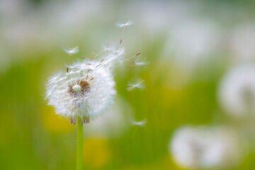 Dandelion seeds blowing away with the wind in a natural blooming meadow