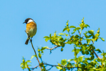 Stonechat, Saxicola rubicola, male bird perching