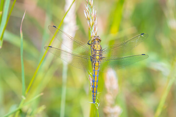 Female Black-tailed skimmer, Orthetrum cancellatum, closeup