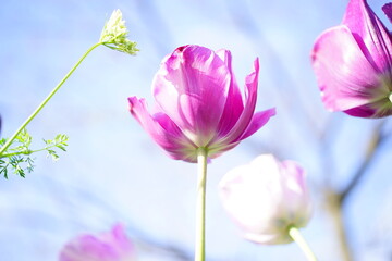 Obraz na płótnie Canvas 淡い紫色のチューリップの花と青空