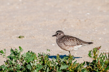 Black-bellied Plover (Pluvialis squatarola) in Malibu Lagoon, California, USA