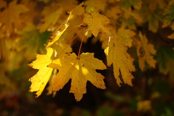 Autumn maple big golden leaves hang on a branch in a sunny forest