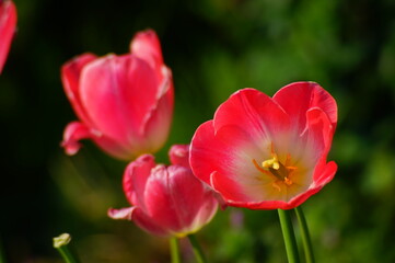 濃いピンク色のチューリップが３輪