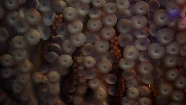 Weird octopus with suckers on arms. Giant squid tentacles macro close up. Large scary hypnotic kraken with eight limbs. Multitask symbol and colossal mollusc monster from legend. Mesmerising sprut.