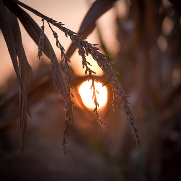 Abendsonne hinter Weizenhalm