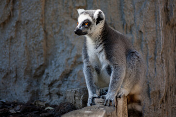 Naklejka na ściany i meble Lemur beobachtet andere Tiere in der Sonne