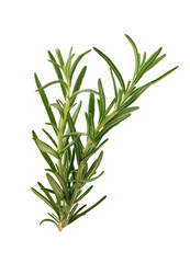 Branch of rosemary on white background. 