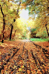 The road in the forest is covered with fallen leaves during the autumn day. ..