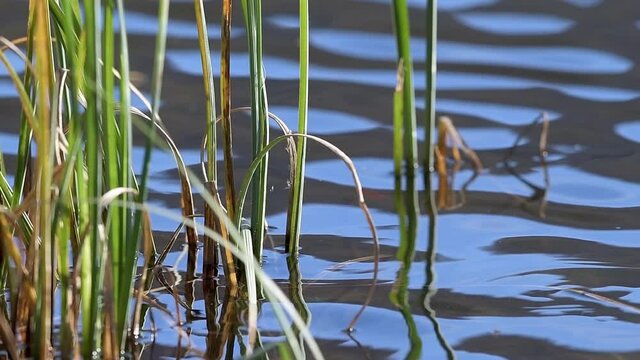 Dettagli autunnali sul lago